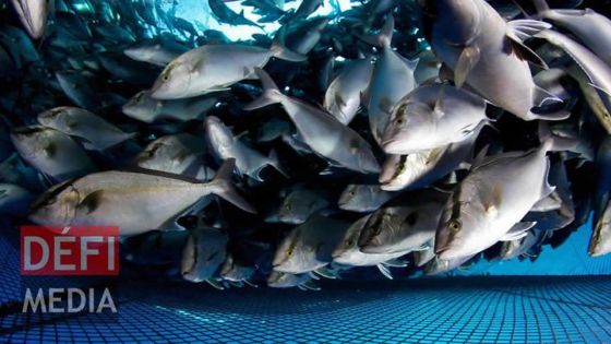 Pêche : hausse de 35 % des exportations de poisson et des dérivés  