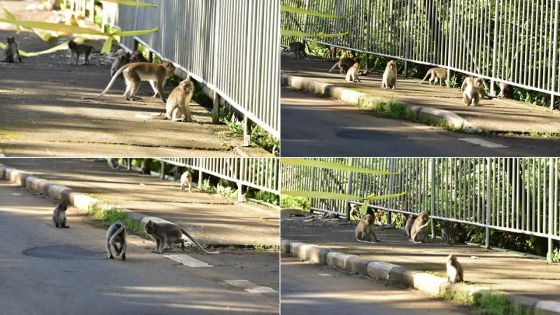 Pendant que les humains restent confinés, les singes profitent de leur journée...