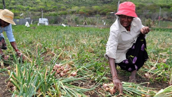 Production d’oignons : les petits planteurs prévoient une baisse drastique cette année