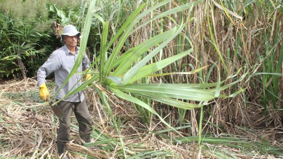 Sugar industry : Short-term Sweetness to Appease Small Farmers