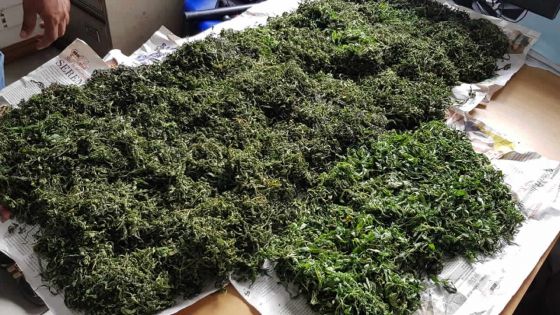 Arrêté pour trafic de 1,5 kg de cannabis : le suspect avoue être un fournisseur de cannabis dans le sud du pays