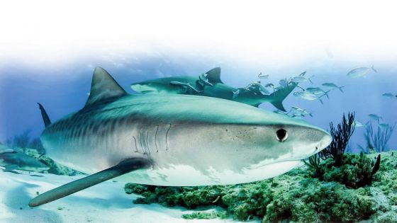 Faune marine : mieux comprendre les requins