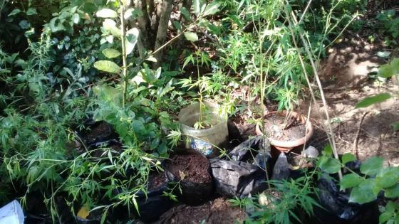 Culture de cannabis à Pointe-des-Lascars : 42 plants de cannabis d’une valeur de Rs 126 000 déracinés