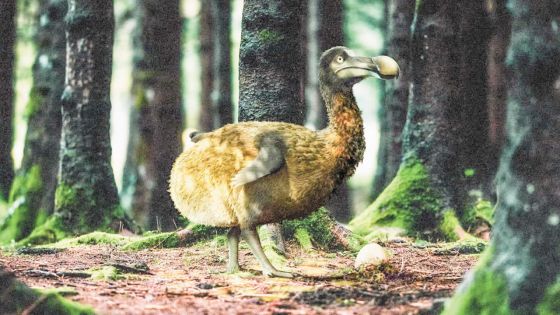 Université de Southampton - Dodo : une nouvelle étude vient briser les idées reçues