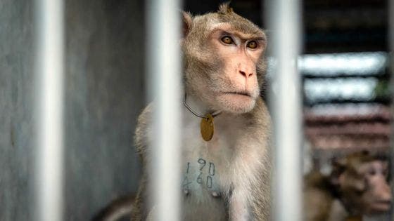 Exportation de singes mauriciens : un business controversé qui pèse Rs 4 Md