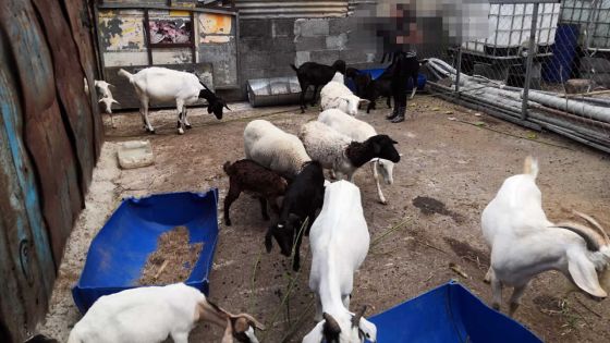 Vallée-des-Prêtres : un éleveur retrouve ses animaux volés grâce à Facebook