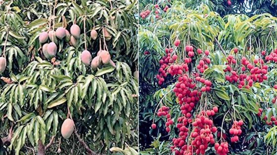 Fruits d’été : vers une bonne récolte cette année