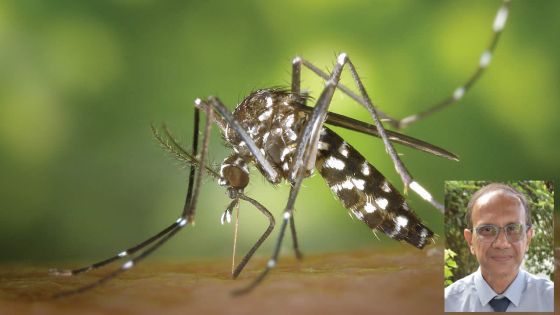 Santé : deux cas locaux de dengue recensés