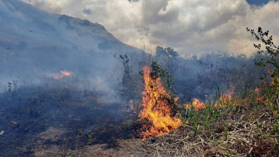 Rivière-des-Créoles : les pompiers ont eu fort à faire