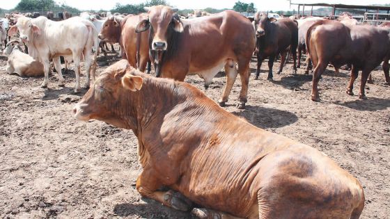 Sunil Bholah : «Regrouper les éleveurs pour booster le secteur laitier»