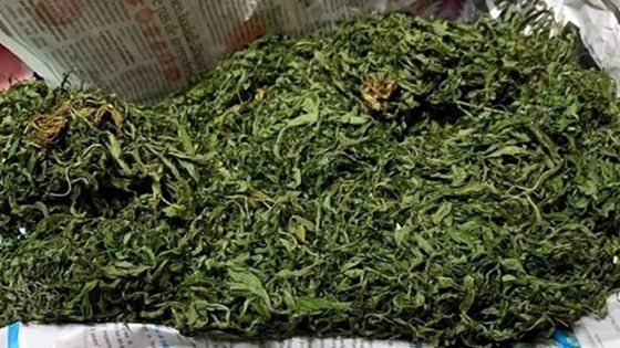 Saisie de plants, semences et feuilles de gandia : cultivateurs et trafiquants de cannabis mis hors-jeu 