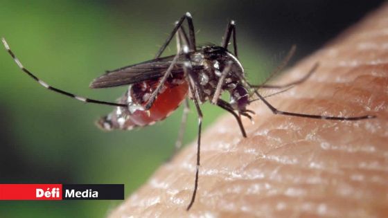 Dengue : 4 cas recensés à Rodrigues 