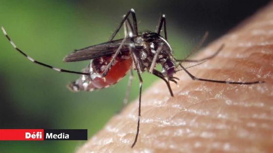 Dengue : voici les précautions à prendre 