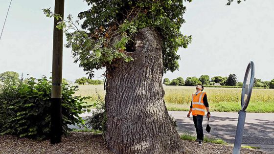 Riambel : arbres géants et visibilité réduite