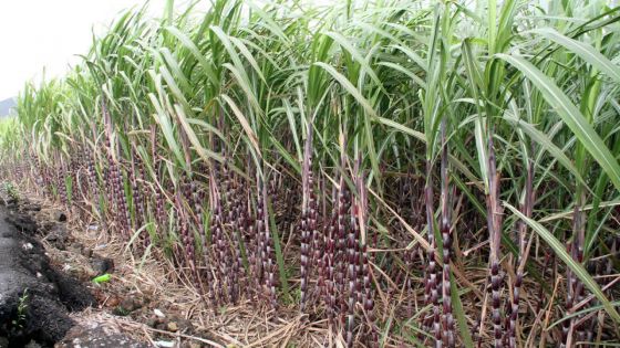 Agro-industrie : la sucrerie de Médine risque de fermer ses portes