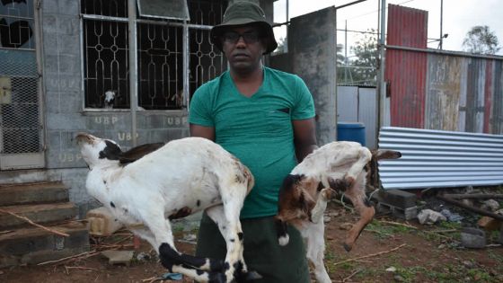 À Mare-d’Albert : un éleveur de chèvres furieux contre les vétérinaires de l’Agro-industrie