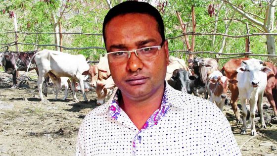 Interdiction d’importer du bétail : un propriétaire de boeufs à Rodrigues réclame des explications