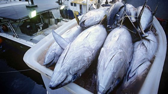 Séminaire de la CoI pour relancer la pêche thonière