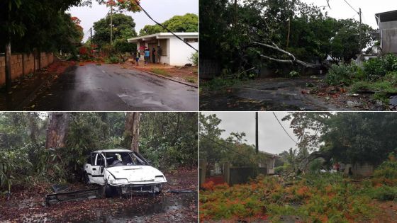 [En images] La forte tempête tropicale Calvinia provoque plusieurs chutes d'arbres