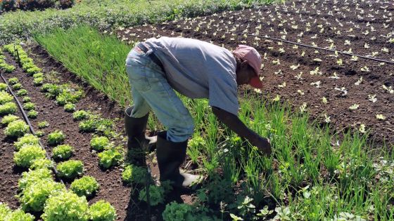 Propositions prébudgétaires : les petits producteurs de légumes réclament une pension de retraite