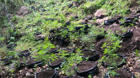 1.075 plants de gandia déracinés sur la montagne du Morne