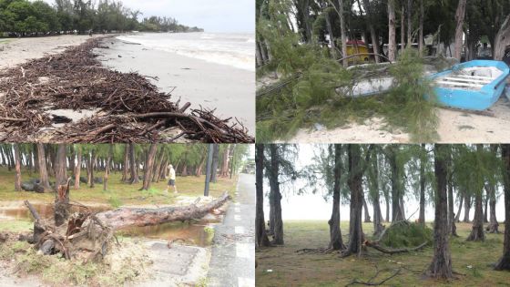 [En images] Post-Calvinia - Sur les plages : plusieurs chutes d’arbres recensées
