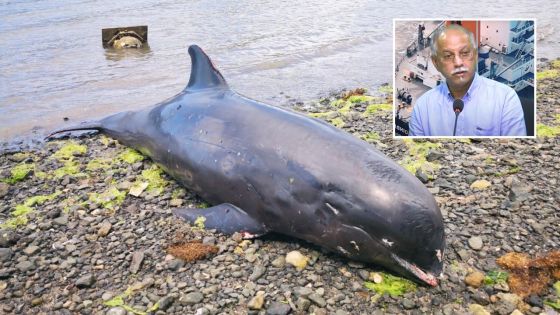 Des dauphins échoués sur les côtes du Sud-Est : «Ce n’est qu’un début» dit Sunil Dowarkasing