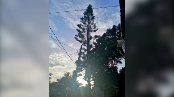À Trois-Boutiques : un arbre représente un danger pour le public, selon un internaute  