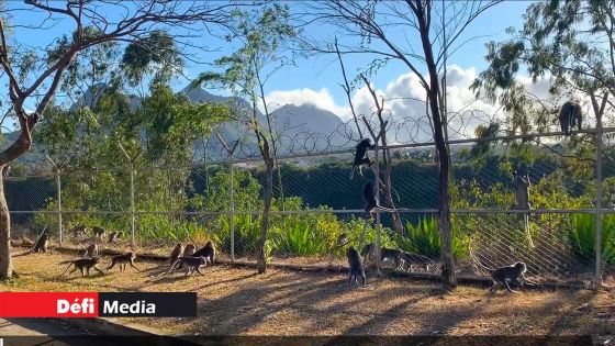 Invasion de singes : des cages ont été installées au jardin Balfour
