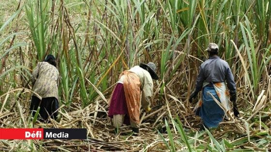 Prix du sucre : Rs 27 478 la tonne, en baisse de 11 %