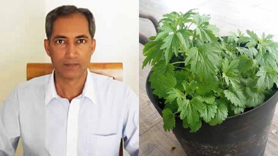 Lutte contre le Covid-19 : la plante connue comme ‘Ney’ ou l’herbe chinois’ peut être efficace selon le naturopathe Imran Abdool