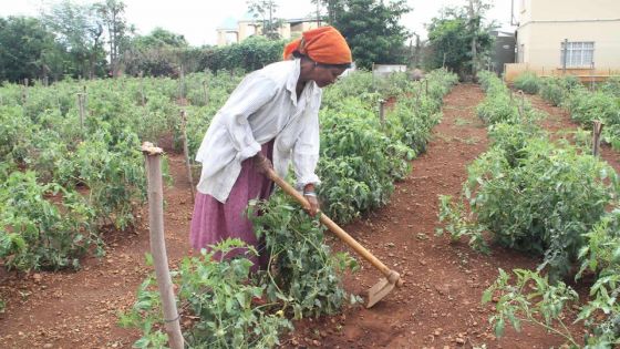 Production agricole : hausse de 16 601 tonnes en 3 ans