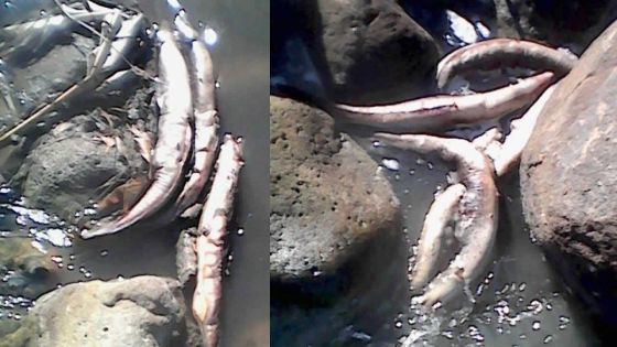 Rivière Tabac : anguilles et poissons morts