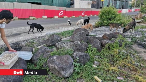 Manque de riz ration : des militants pour la protection des animaux s’inquiètent 