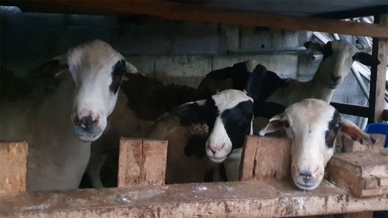 Neuf bœufs et neuf moutons disparaissent d’une ferme : deux suspects arrêtés