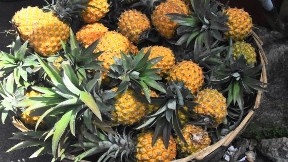 Congomah : il vole Rs 42 000 d’ananas pour les revendre à Rs 4 300 