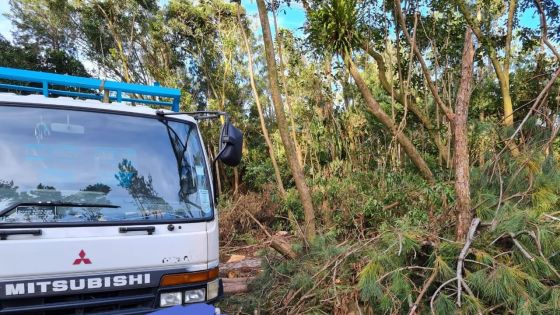 Abattage illégal et vol de bois : Fin de cavale pour trois individus