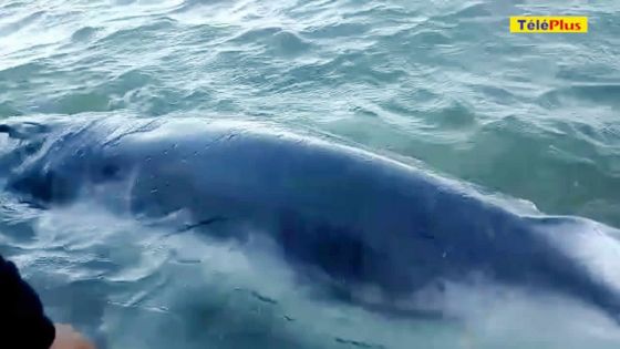 Bois-des-Amourettes : une baleine blessée aperçue dans le lagon
