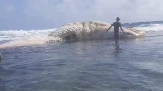 Rodrigues : une baleine coincée sur les rives de Rivière Banane