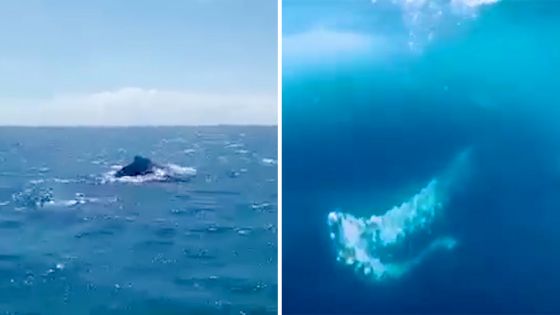 Un ballet des baleines dans les eaux mauriciennes 