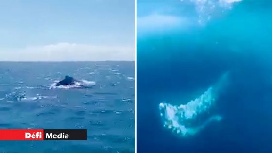 Baleines à bosse dans nos eaux : il est interdit de nager avec ces cétacés