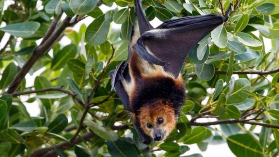 Répit pour les chauves-souris cette année