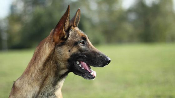 Pour avoir volé un berger malinois : Un Portlouisien écope de 34 mois de prison 