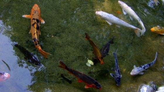 Camp-Chapelon : des poissons « Berry » volés dans un étang