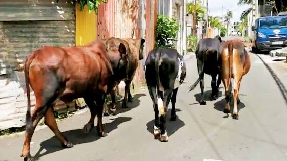 Couvre-feu Jour 6 : pas de confinement pour nos amis les bœufs  