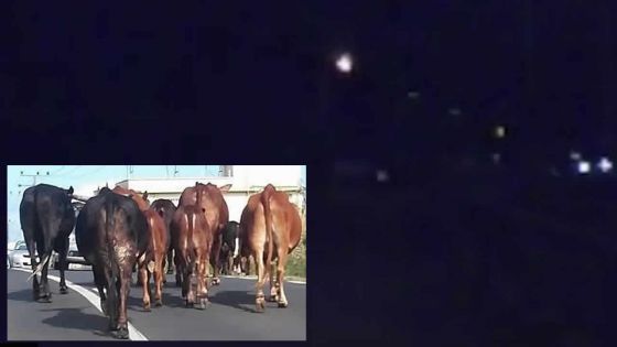 A Sorèze : des bœufs empruntent la voie rapide sur l’autoroute !