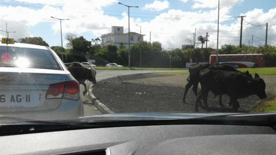 Highlands : des bœufs bloquent la route