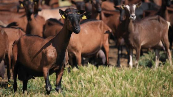 Mare-d’Albert : un élevage de chèvres affecté par la coccidiose