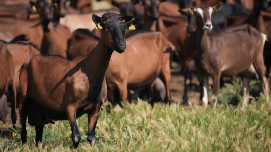 Maneesh Gobin annonce un assouplissement des conditions d’importation de bétail de Rodrigues