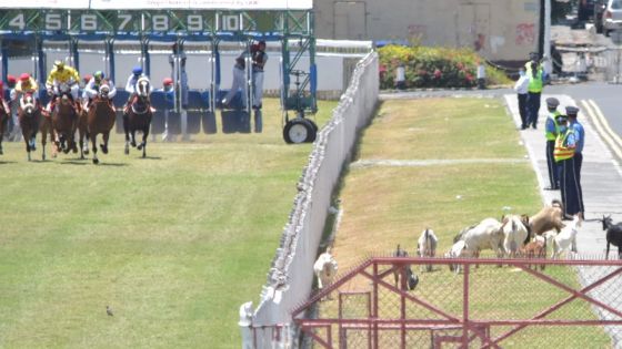 Insolite au Champ de Mars : les chevaux galopent, les cabris paissent